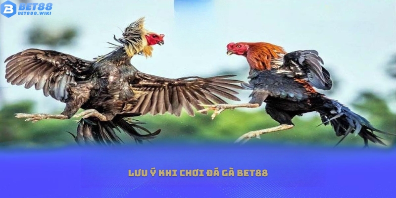 Lưu ý khi tham gia cá cược đá gà Bet88 Lưu ý khi tham gia cá cược đá gà Bet88