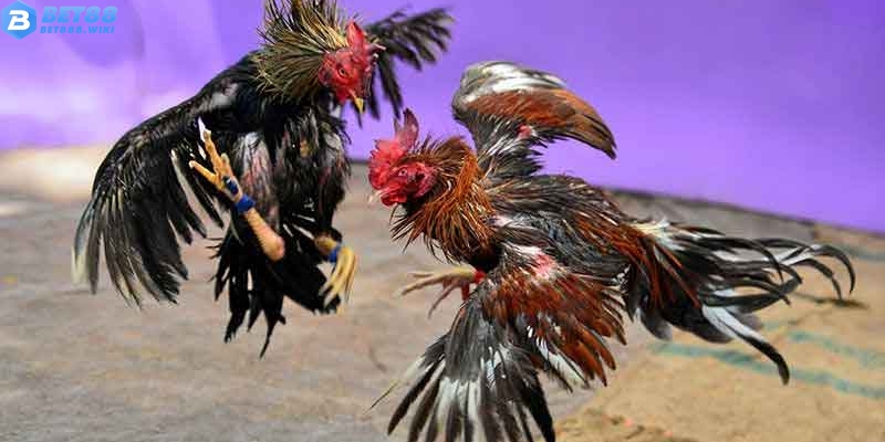 Lưu ý khi tham gia chơi đá gà Thomo online