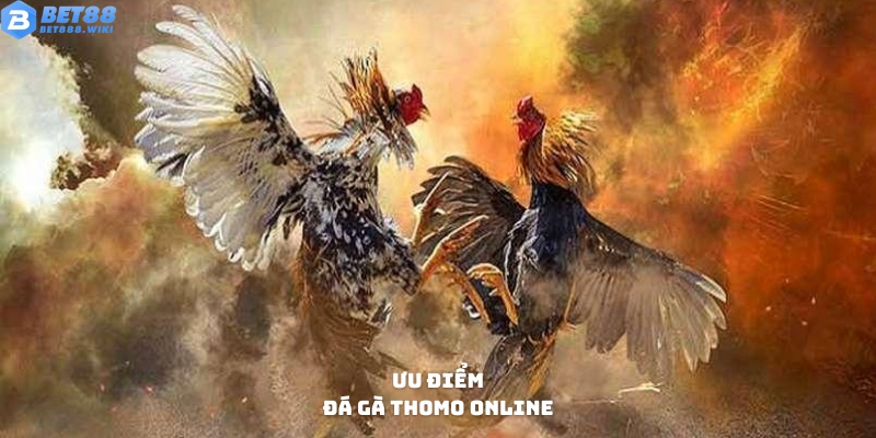 Điểm nhấn tạo nên thương hiệu đá gà Thomo online