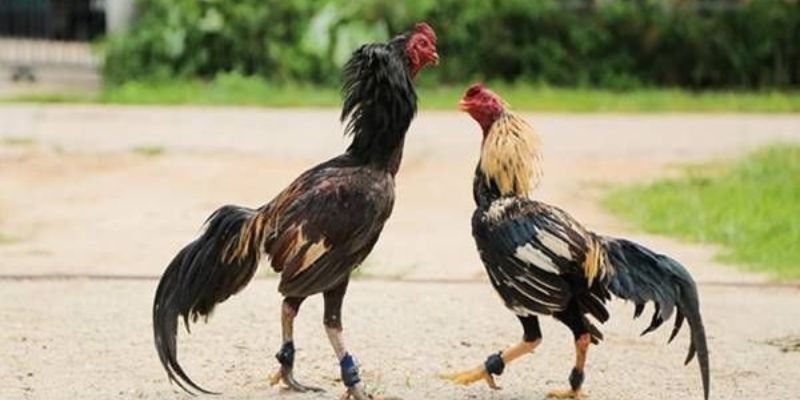 Đặc điểm ngoại hình của dòng gà chọi C1