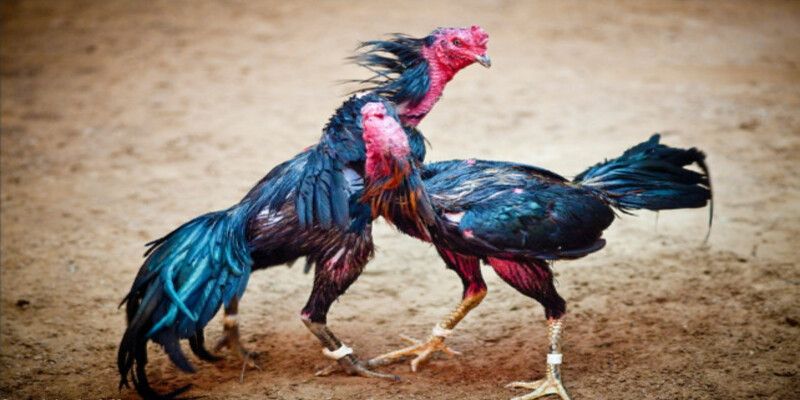 Được huấn luyện để phát triển các chiến thuật chiến đấu độc đáo